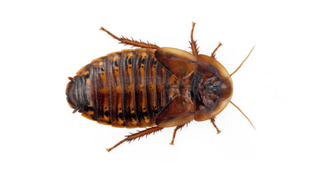 What Size Dubia Roaches for Bearded Dragons?